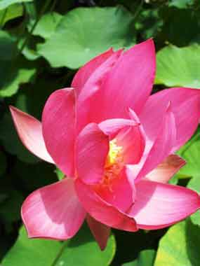 le lotus-rouge